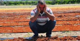 Manisa'da üzüm bağlarını sağanak yağış vurdu