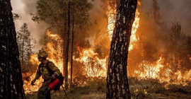 California'da orman yangını: 11 binden fazla kişi tahliye edildi