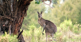 Kanguru, sahibini öldürdü