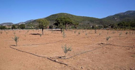Zeytin ağaçları öğrencilere burs olacak