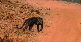 Hindistanlı çift uyurken leopar saldırısına uğradı: Adam öldü, kadın ise ağır yaralı
