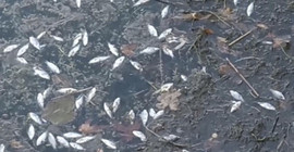 Nallıhan'da, çok sayıda ölü balık su yüzeyine vurdu