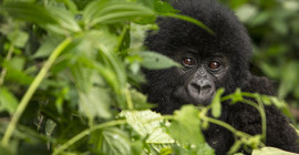 Bolluktan yok oluşa: WWF'e göre yaban hayatı popülasyonu yüzde 69 azaldı
