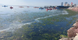 İzmir sahillerini deniz marulu kapladı, su yeşile büründü
