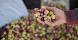 Burhaniye'de yeşil zeytin alımı başladı, ancak fiyatlar üreticileri tatmin etmedi