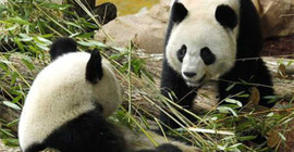 Tayvan Çinli veterinerlere muhtaç kaldı: Hasta panda için yardım talebi