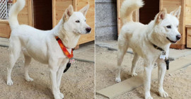 Kim Jong-un'un hediye ettiği 'barış köpekleri' Güney Kore'de kriz çıkardı