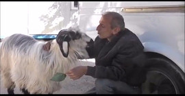 Keçisini hiç yanından ayırmıyor