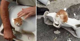 Lavabo deliğine sıkışan kediyi inşaat işçileri kurtardı