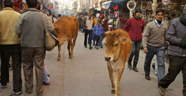 Hindistan'da inekleri sokağa salmanın cezası altı ay hapis