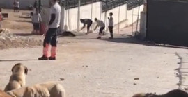 Konya'da köpeği kürekle öldüren sanıklar tahliye edildi, dava ertelendi