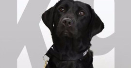 CIA'e başkaldıran köpek