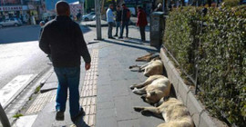 Dersim'de son 10 yılda sokak hayvanlarına şiddet olmadı