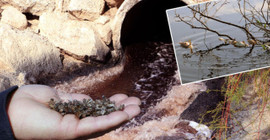 Ceyhan Nehri'ne dökülen kimyasal atıklar binlerce arı ve balığı öldürdü