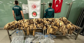 İstanbul Havalimanı'nda 1200 samur postu ele geçirildi: Piyasa değeri 1 milyon 450 bin TL