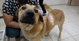 Sokak köpeğine kaynar suyla saldırı