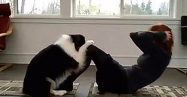 Yoga yapan köpek