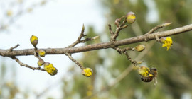 İklim bilimci Türkeş: Tahıllarda bırakın çimlenmeyi çürüme de başladı