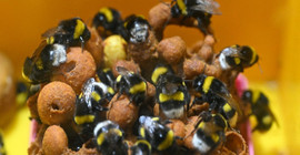 Seraların doğal işçileri 'bombus arıları' artık Van'da