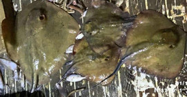 Teknede avlanması yasak 'camgöz' ve 'vatozlar' ele geçirildi