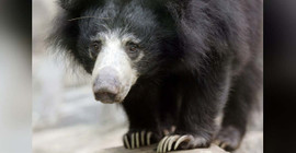 Belçika'da havaalanındaki uçakta bırakılan üç tembel ayı soğuktan donarak öldü