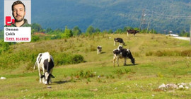 Maliyet arttı: Ulusal Süt Konseyi’nin süt fiyatı uzun vadeli çözüm olmayacak