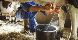 Ulusal Süt Konseyi'nden üreticiyi üzen karar: Çiğ süt fiyatı güncellenmedi