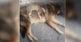 Kedi ile köpeğin dostluğu kıskandırdı