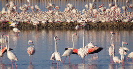 Flamingo nüfus sayımı: 18 bin yuva var
