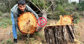 Antalya'da yarım asırlık kızılçamları kesip kaçtılar