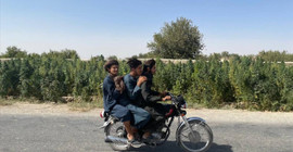 Taliban, Afganistan'da haşhaştan sonra keneviri de yasakladı