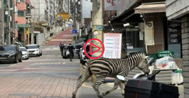 Seul'de hayvanat bahçesinden kaçan zebra şehirde dolaştı