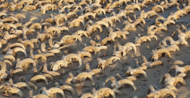 Mısır'ın güneyindeki Firavun 2. Ramses Tapınağı'nda iki bin mumyalanmış koç başı bulundu