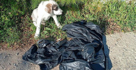 Üç kat poşet içinde ölüme terkedilen yavru köpek kurtarıldı