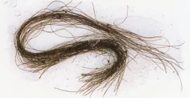 Araştırma: İnsanların 3 bin yıl önce uyuşturucu kullandıkları kanıtlandı