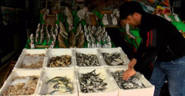 Aşırı avlanma ve deniz kirliliği riski: Marmara Denizi'nde balık türü azalıyor