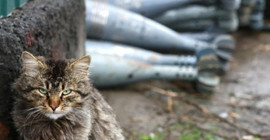 Yeni Zelanda’da çocukların kedi öldürme 'yarışması' iptal edildi
