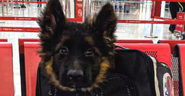 Meksika'nın kurtarma köpeği Proteo ölmüştü: Türkiye, Meksika'ya yavru köpek gönderdi