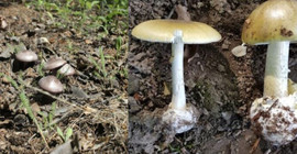 Uzmandan 'ölüm meleği' mantarı uyarısı: Çok tehlikeli ve öldürücü bir mantardır