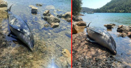 Bodrum'da bir yunus öldürüldü