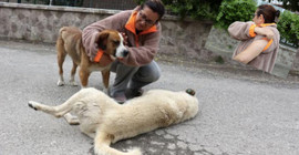 Sokak hayvanlarını korurken saldırıya uğradı