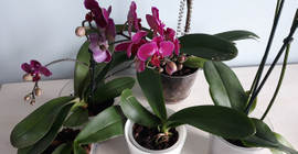 Evdeki kötü enerjiyi yok eden çiçekler! Üstelik bakımları kolay