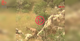 Siirt'te yaban keçisi, yavrularını emzirirken görüntülendi