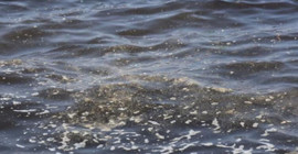 Uzmanı uyardı: İzmir Körfezi'nde ilk kez müsilaj ve makro algler birlikte görüldü