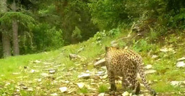Anadolu leoparı yeniden görüntülendi: 'Efsane bu kadim topraklarda'
