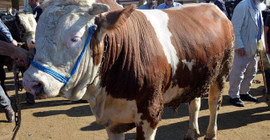 Federasyon başkanı açıkladı: En ucuz büyükbaş 84 bin lira