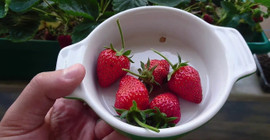 Çilekler çabuk küfleniyor veya çabuk bozuluyorsa işte önlemeye yarayan yöntem: