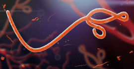 Kerkük'te Ebola virüsü salgını nedeniyle bir kişi öldü