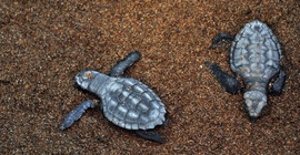 Hız teknesinin çarptığı caretta caretta öldü