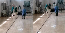 Adana'da Et ve Süt Kurumu'na ait tesiste hayvana işkence